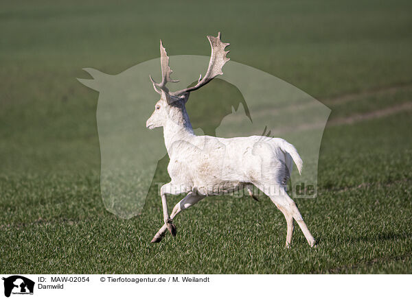 Damwild / Fallow deer / MAW-02054
