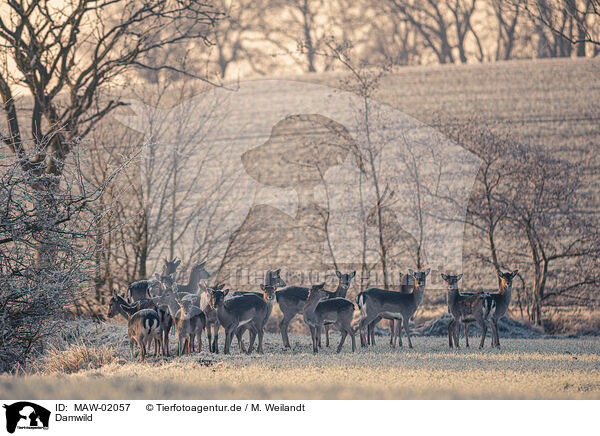 Damwild / Fallow deer / MAW-02057