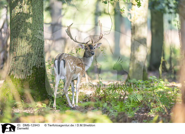 Damwild / fallow deer / DMS-12943