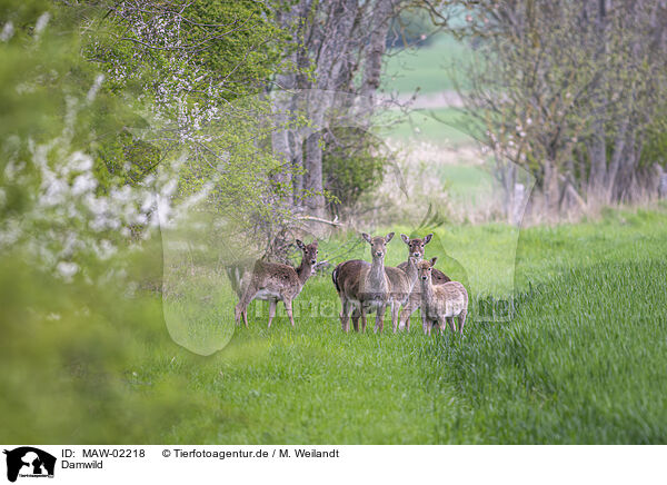 Damwild / fallow deer / MAW-02218