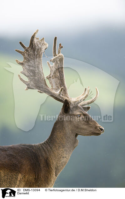 Damwild / fallow deer / DMS-13094
