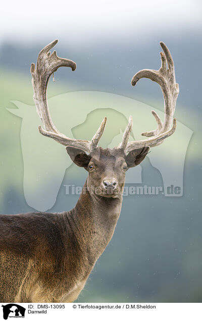 Damwild / fallow deer / DMS-13095