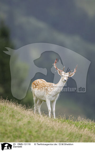 Damwild / fallow deer / DMS-13116