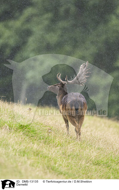 Damwild / fallow deer / DMS-13135