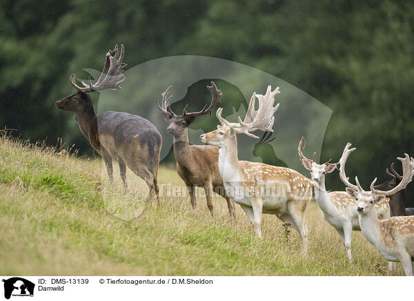 Damwild / fallow deer / DMS-13139