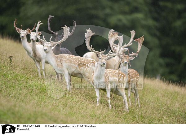Damwild / fallow deer / DMS-13140