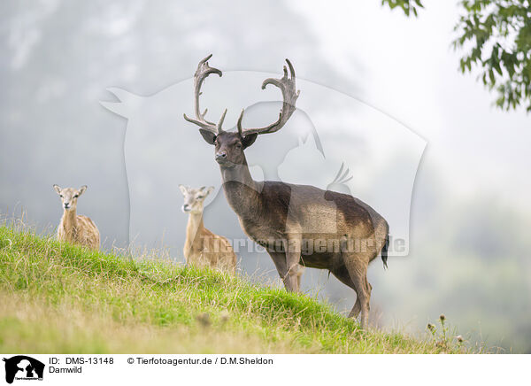 Damwild / fallow deer / DMS-13148