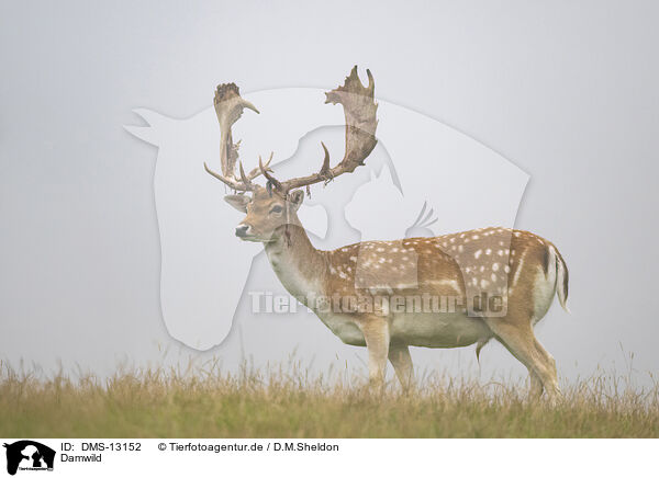 Damwild / fallow deer / DMS-13152