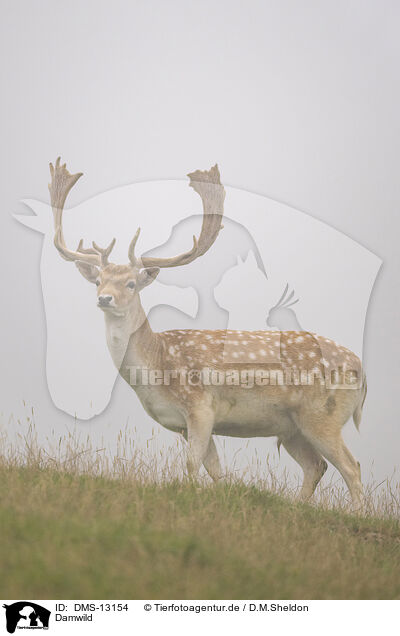 Damwild / fallow deer / DMS-13154