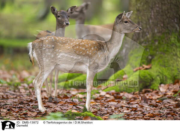 Damwild / fallow deer / DMS-13872