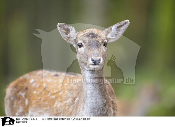Damwild / fallow deer / DMS-13878