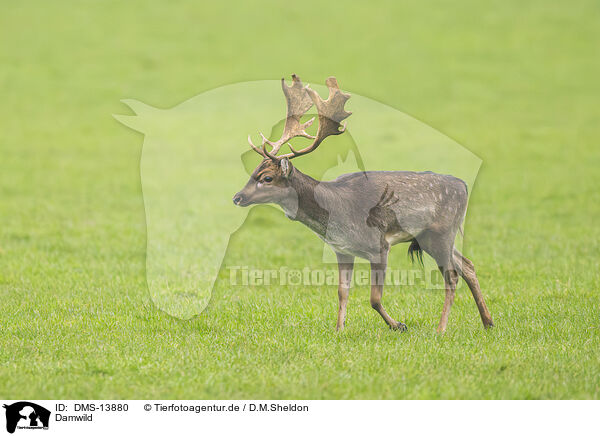 Damwild / fallow deer / DMS-13880