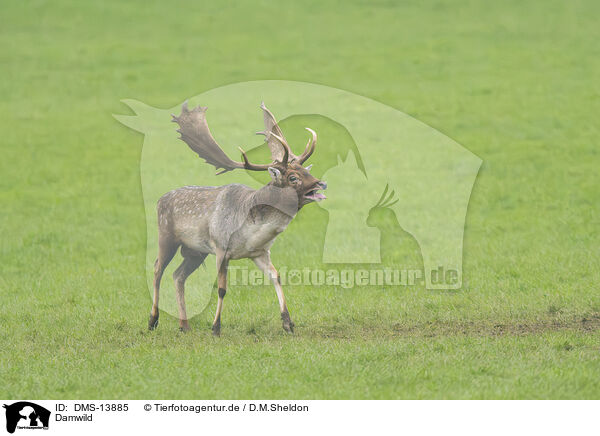 Damwild / fallow deer / DMS-13885