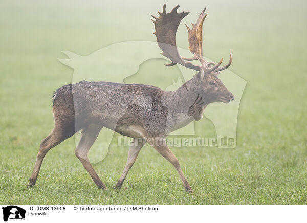 Damwild / fallow deer / DMS-13958