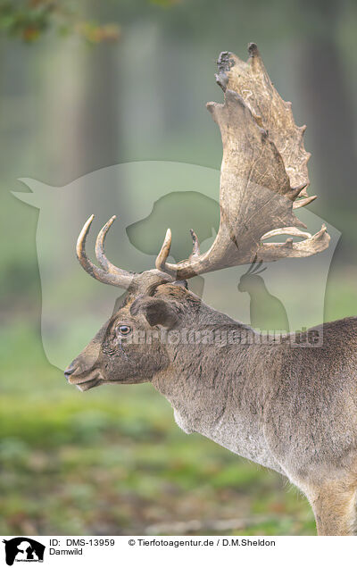 Damwild / fallow deer / DMS-13959