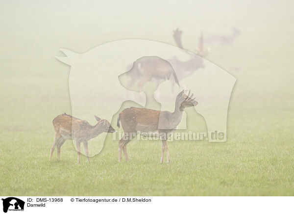 Damwild / fallow deer / DMS-13968