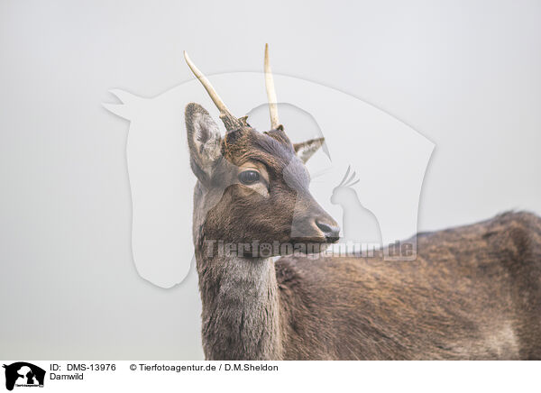 Damwild / fallow deer / DMS-13976