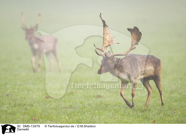 Damwild / fallow deer / DMS-13979