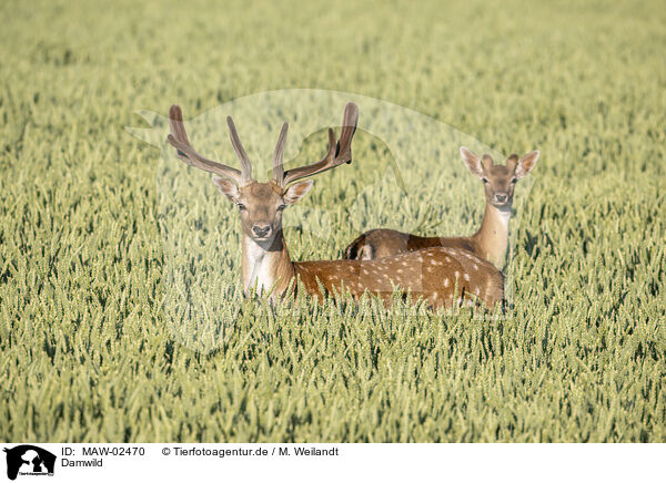 Damwild / fallow deer / MAW-02470