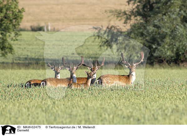 Damwild / fallow deer / MAW-02475