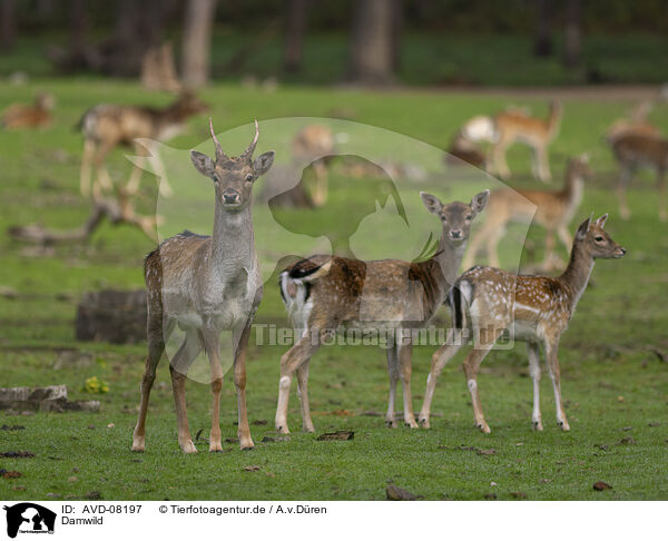 Damwild / fallow deer / AVD-08197