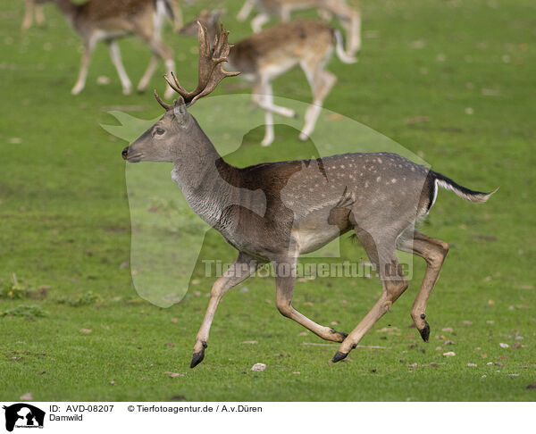 Damwild / fallow deer / AVD-08207