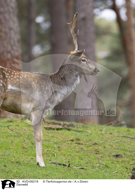 Damwild / fallow deer / AVD-08216