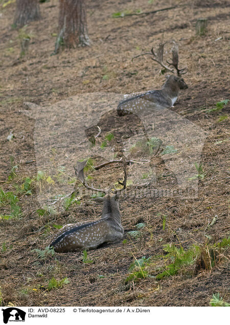 Damwild / fallow deer / AVD-08225