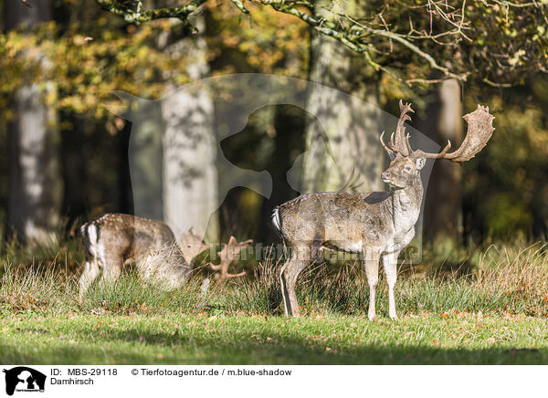 Damhirsch / fallow deer / MBS-29118