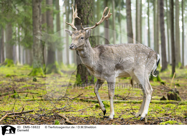 Damwild / fallow deer / DMS-18822