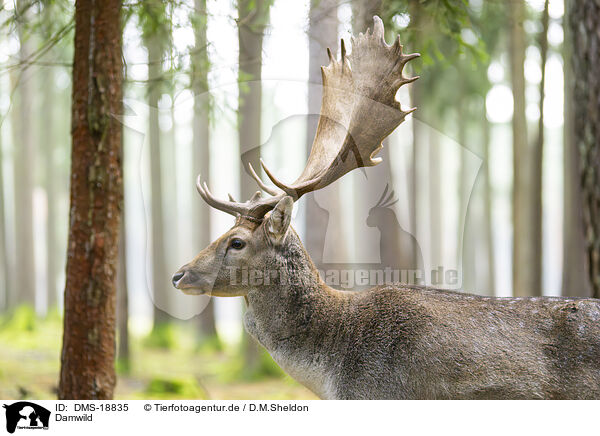 Damwild / fallow deer / DMS-18835