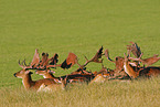 Damhirschherde