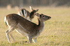 Damwild