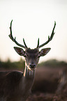 Damwild Portrait