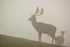 Damwild