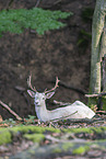 weier Damhirsch