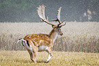 Damwild