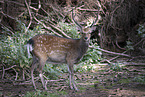 Damhirsch