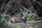 Damhirsch