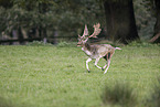Damhirsch