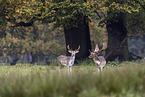 Damhirsch