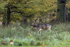 Damhirsch