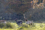 Damhirsch