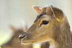 Damwild