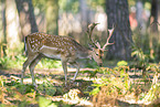 Damwild
