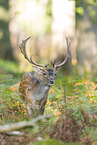Damwild