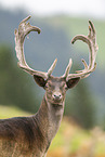Damwild