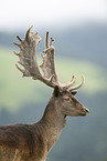 Damwild