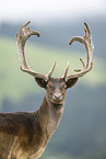 Damwild