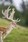 Damwild